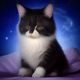 读者橘猫守夜头像